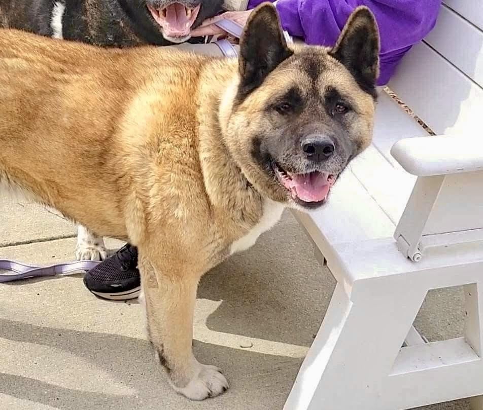 Buffy, a Adoptable Akita in Toms River, NJ image 1/2