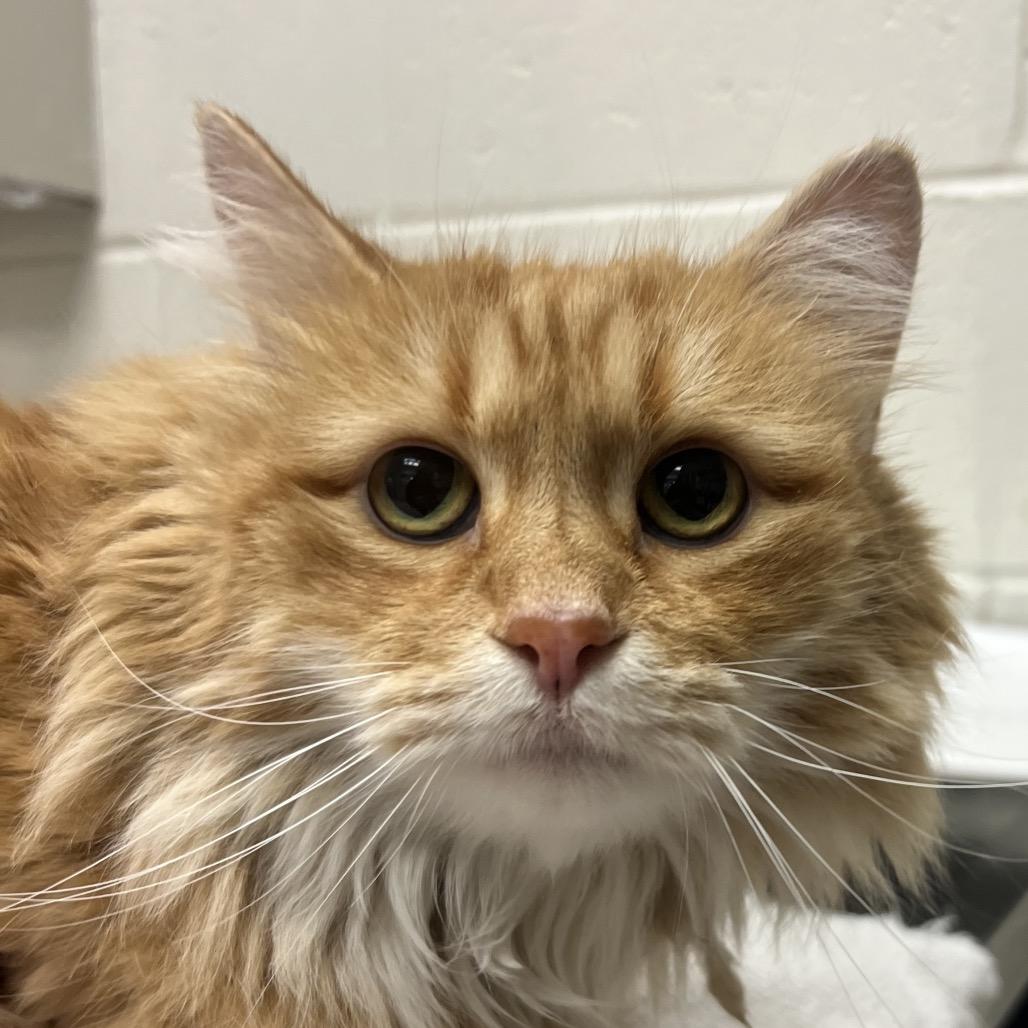 Ginger, Adoptable, Senior Female Domestic Long Hair.