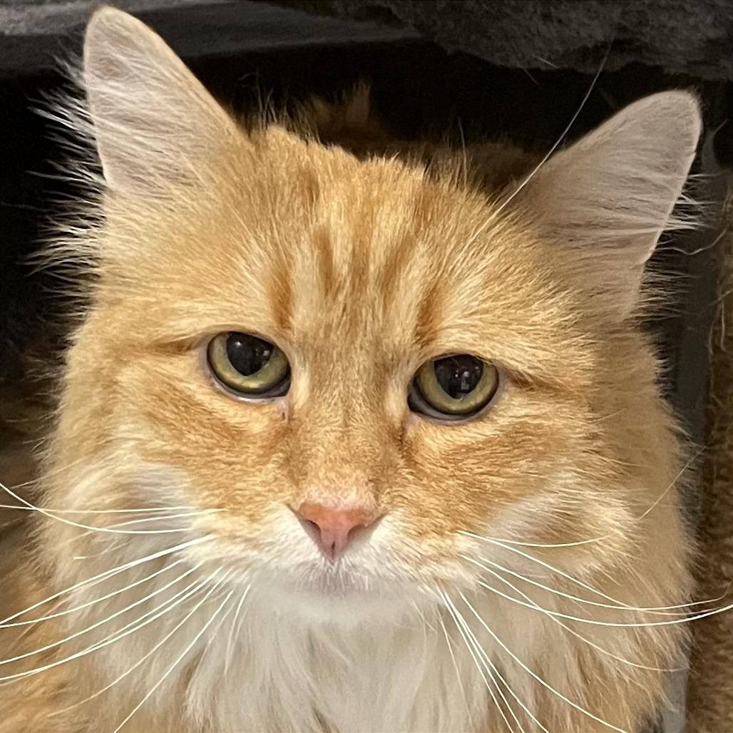 Ginger — thumbnail 2