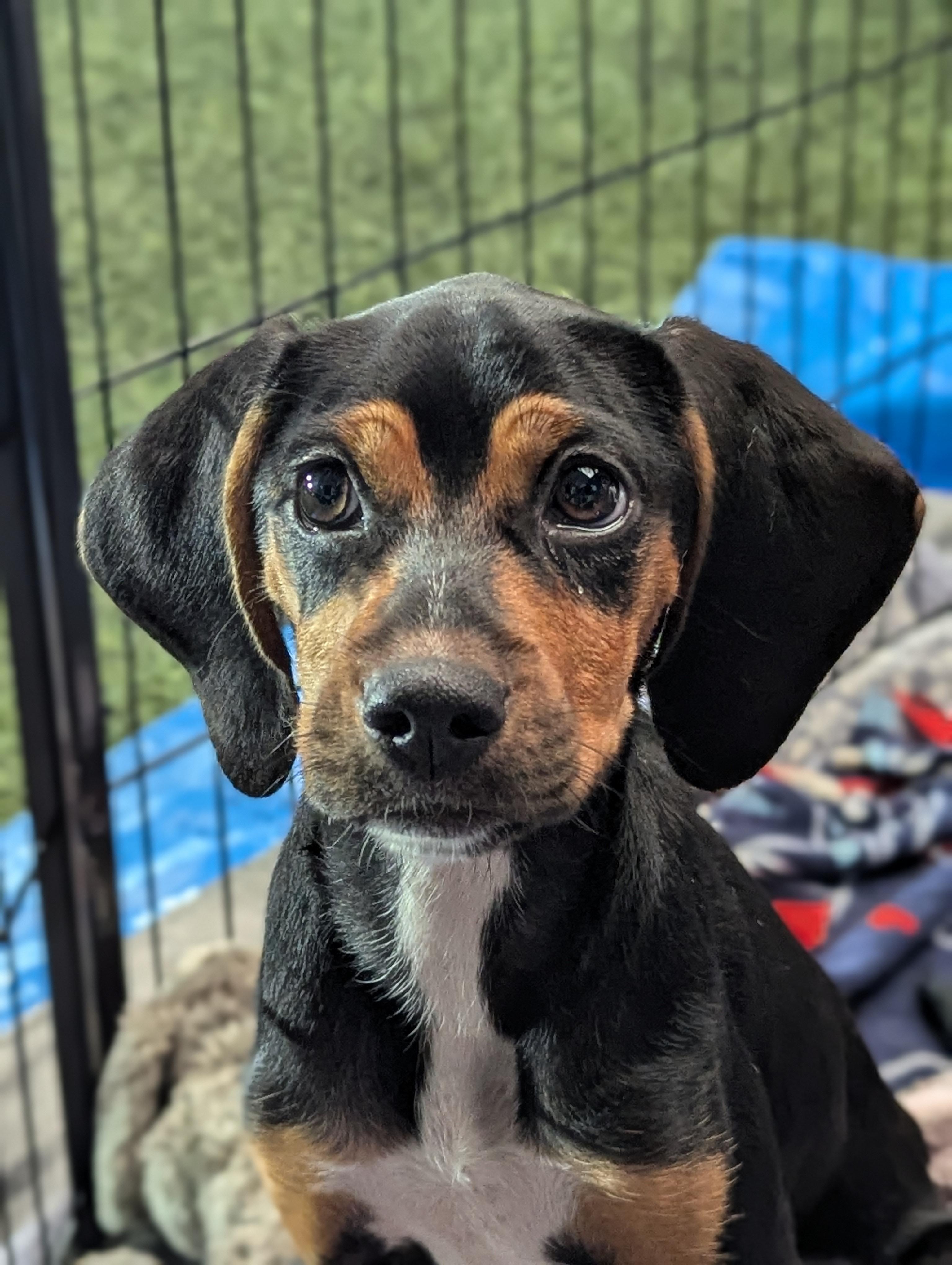 Harper