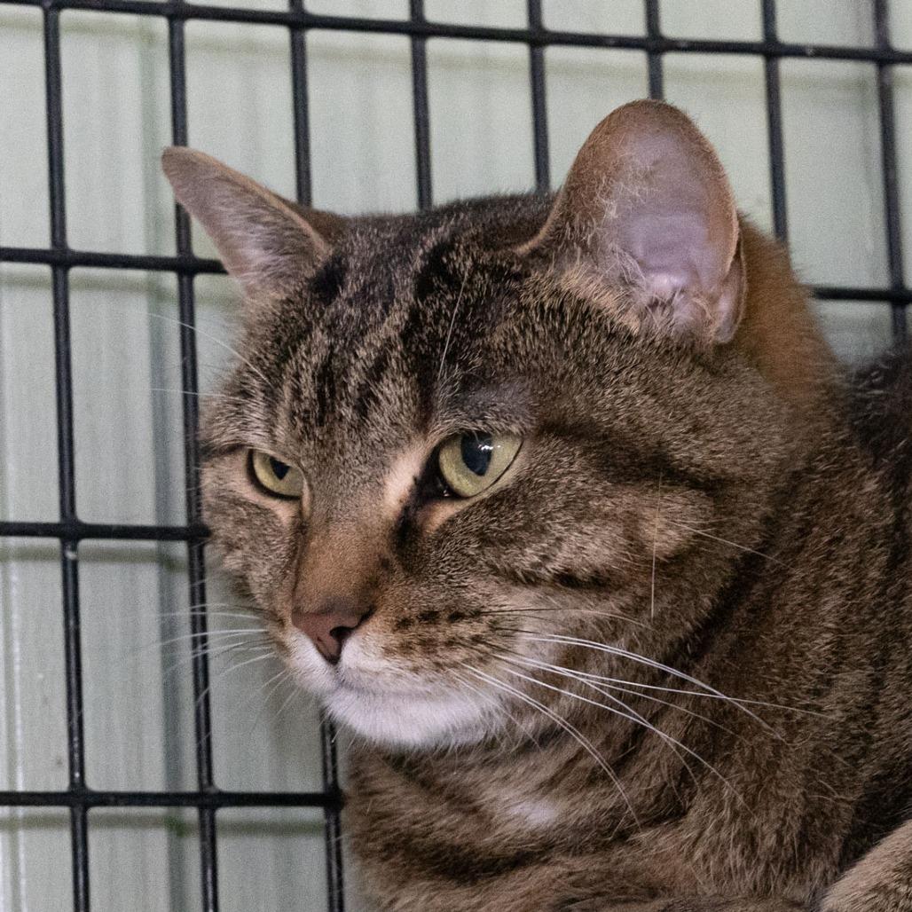 Enlarge Flower, a Adoptable Domestic Short Hair in McKean, PA image 1/6