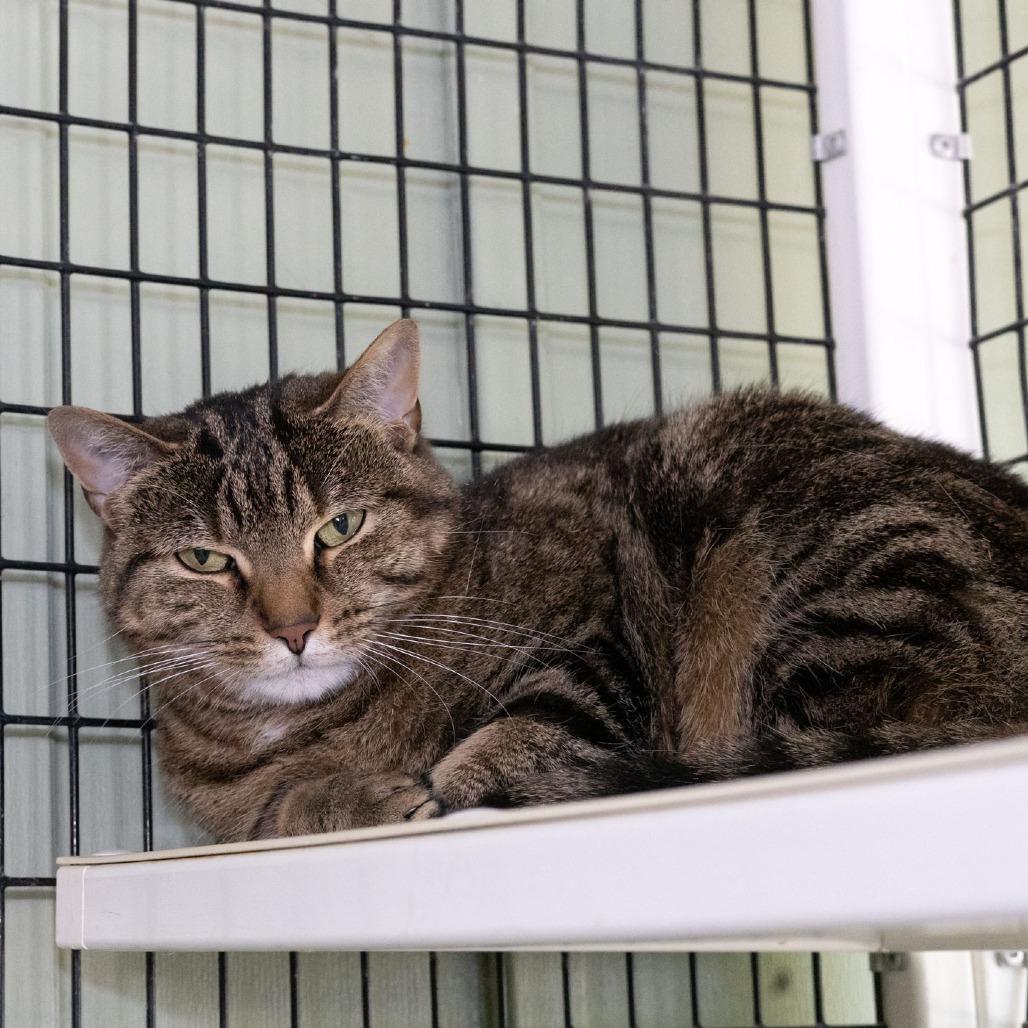 Enlarge Flower, a Adoptable Domestic Short Hair in McKean, PA image 2/6