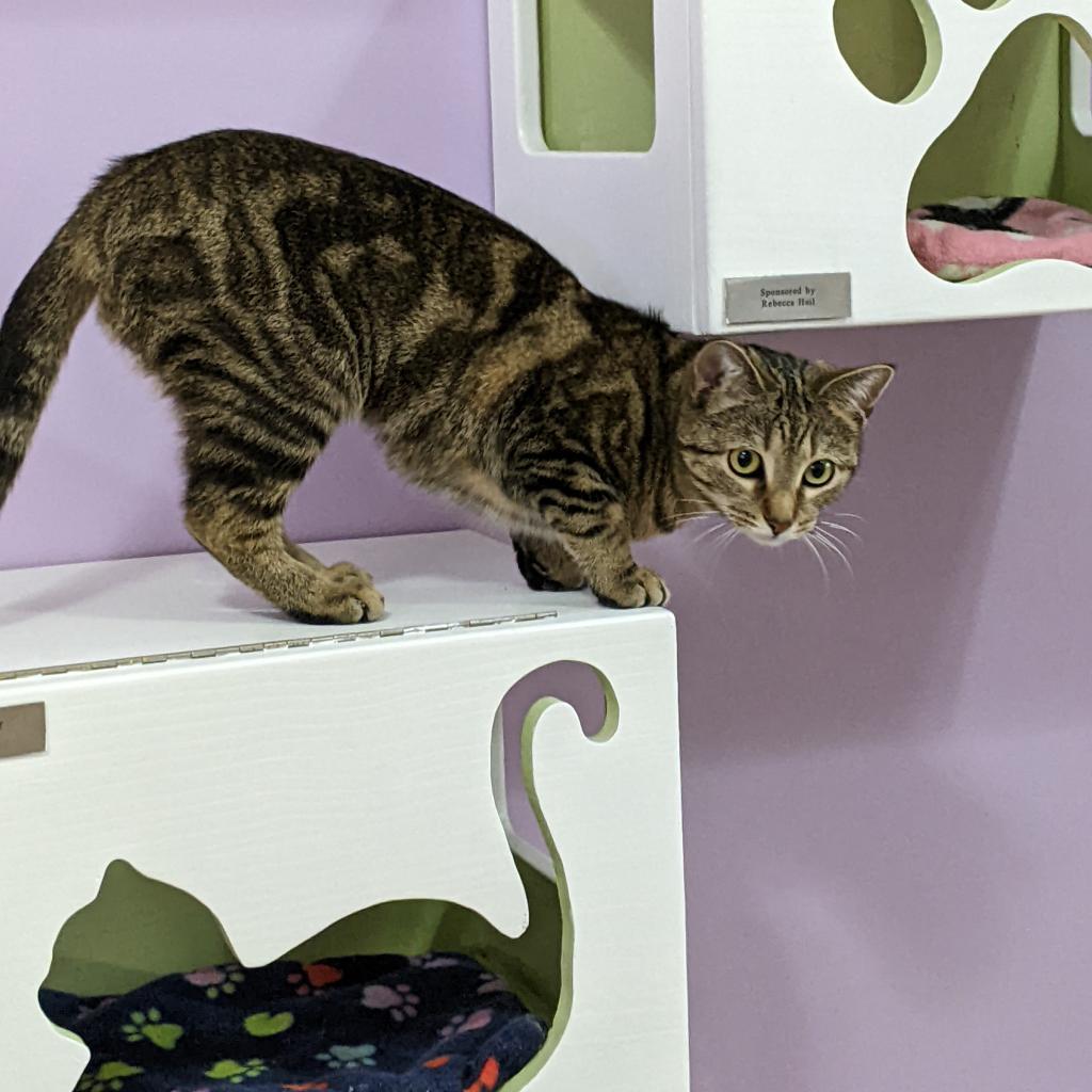 Enlarge Flower, a Adoptable Domestic Short Hair in McKean, PA image 3/6