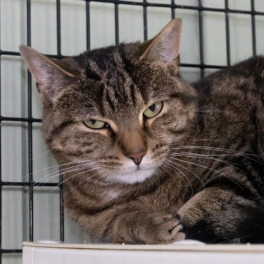 Enlarge Flower, a Adoptable Domestic Short Hair in McKean, PA image 4/6