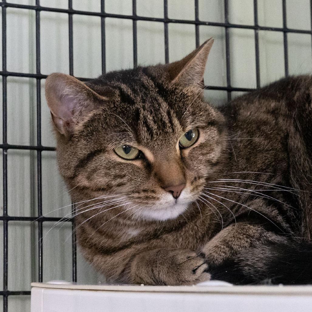 Enlarge Flower, a Adoptable Domestic Short Hair in McKean, PA image 5/6