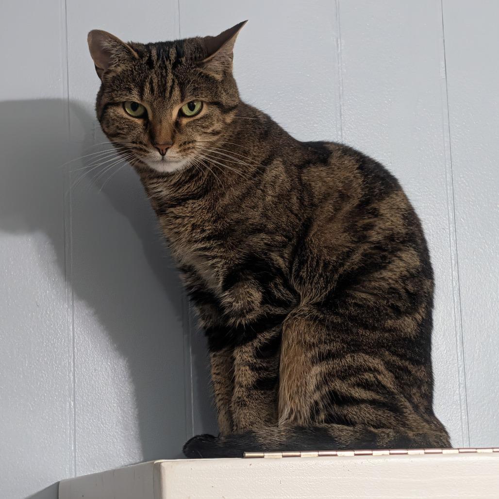 Enlarge Flower, a Adoptable Domestic Short Hair in McKean, PA image 6/6