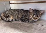 Sweetie Pie, Adoptable, Kitten Female Domestic Short Hair & Domestic Short Hair.