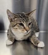 Enlarge Sweetie Pie, a Adoptable mixed breed in Fresno, CA image 2/3