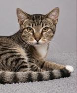 Enlarge Sweetie Pie, a Adoptable mixed breed in Fresno, CA image 3/3
