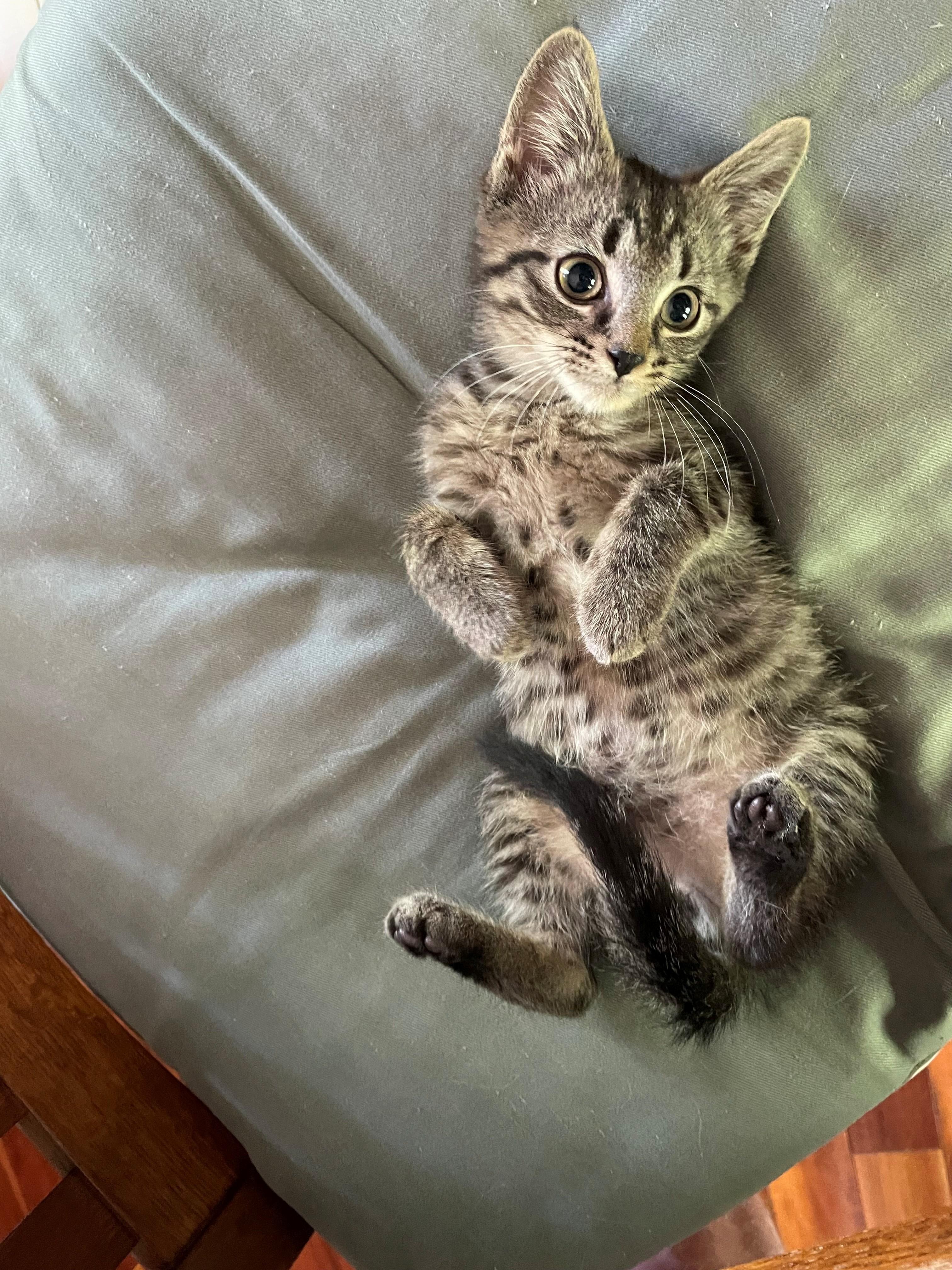Sugar Domestic Short Hair Cat