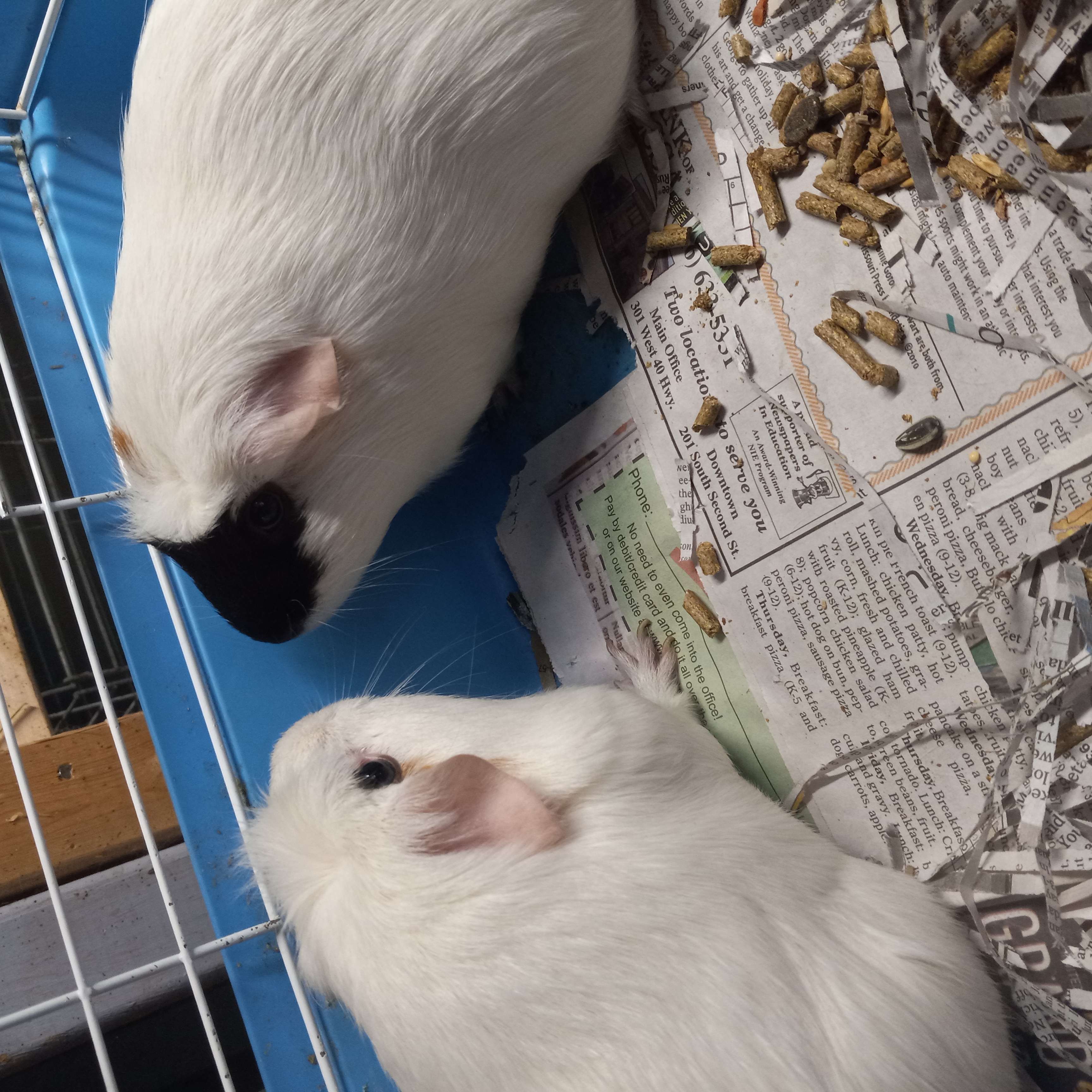 Taylor and Jewel, a Adoptable Guinea Pig in Dearborn, MO image 1/2
