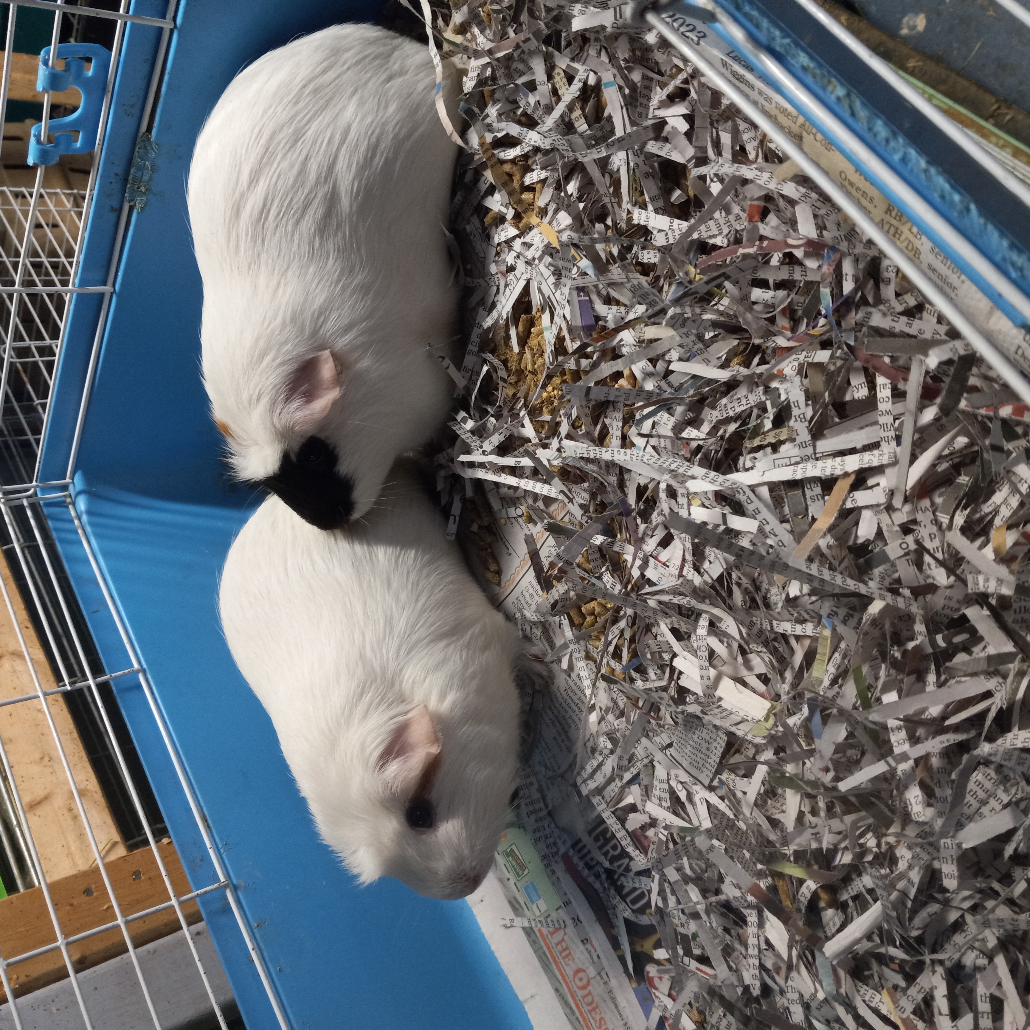 Taylor and Jewel, Adoptable, Adult Female Guinea Pig.