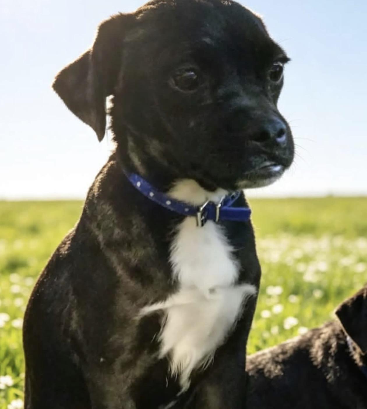 Enlarge Ryder, an adopted mixed breed in Oceanside, CA image 1/1