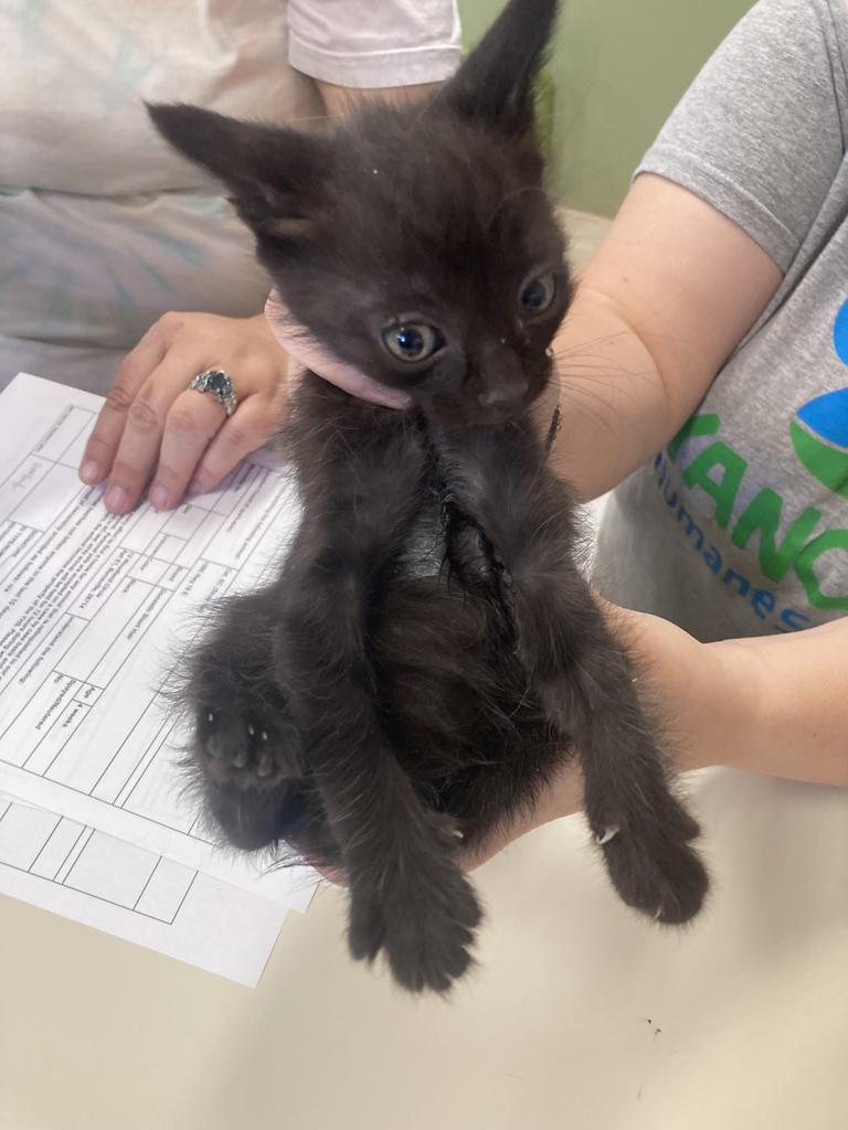 Rumba, Adoptable, Kitten Male Domestic Short Hair.