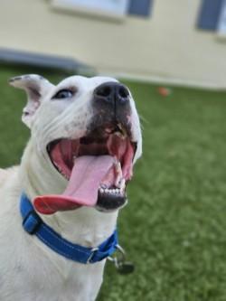 Enlarge Layla, a Adoptable mixed breed in Savannah, GA image 1/3