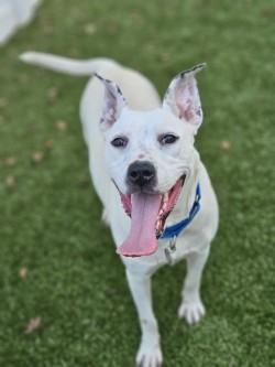 Enlarge Layla, a Adoptable mixed breed in Savannah, GA image 2/3