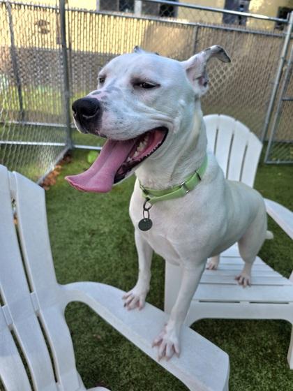 Enlarge Layla, a Adoptable mixed breed in Savannah, GA image 3/3