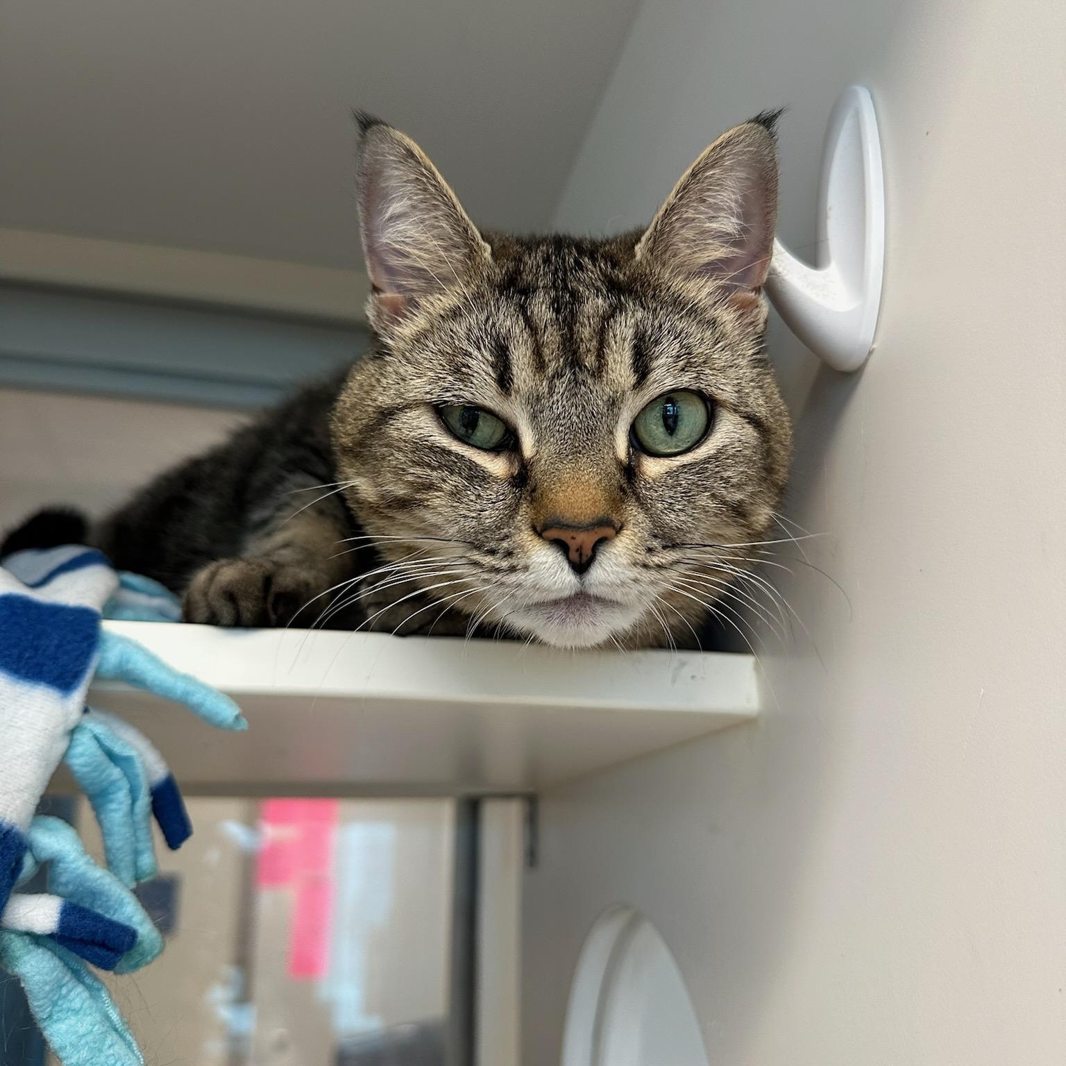 Nicki (ID 51844), ADOPTABLE, Adult Female Domestic Short Hair.