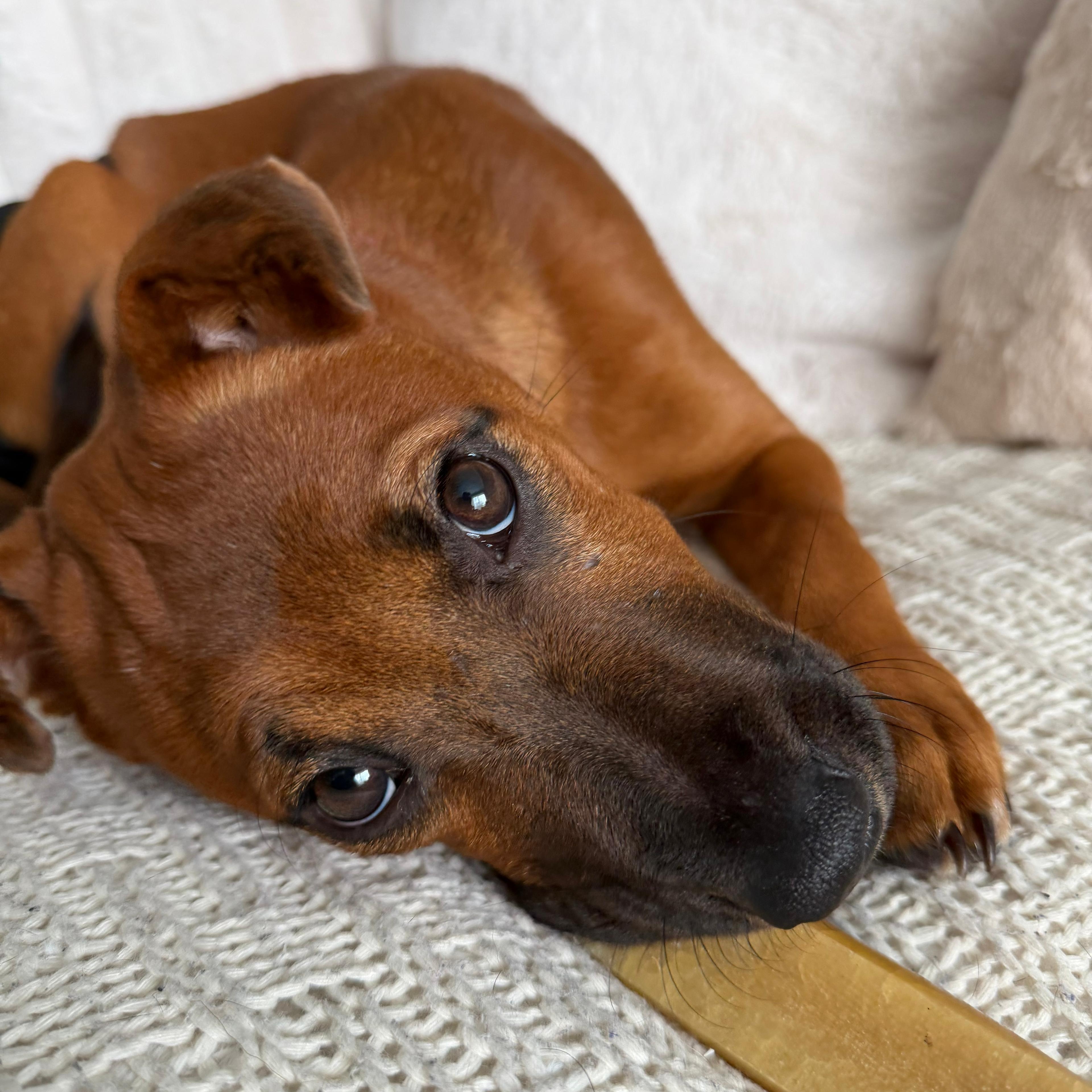 Enlarge Nicole, a ADOPTABLE mixed breed in Baldwin, MD image 3/6