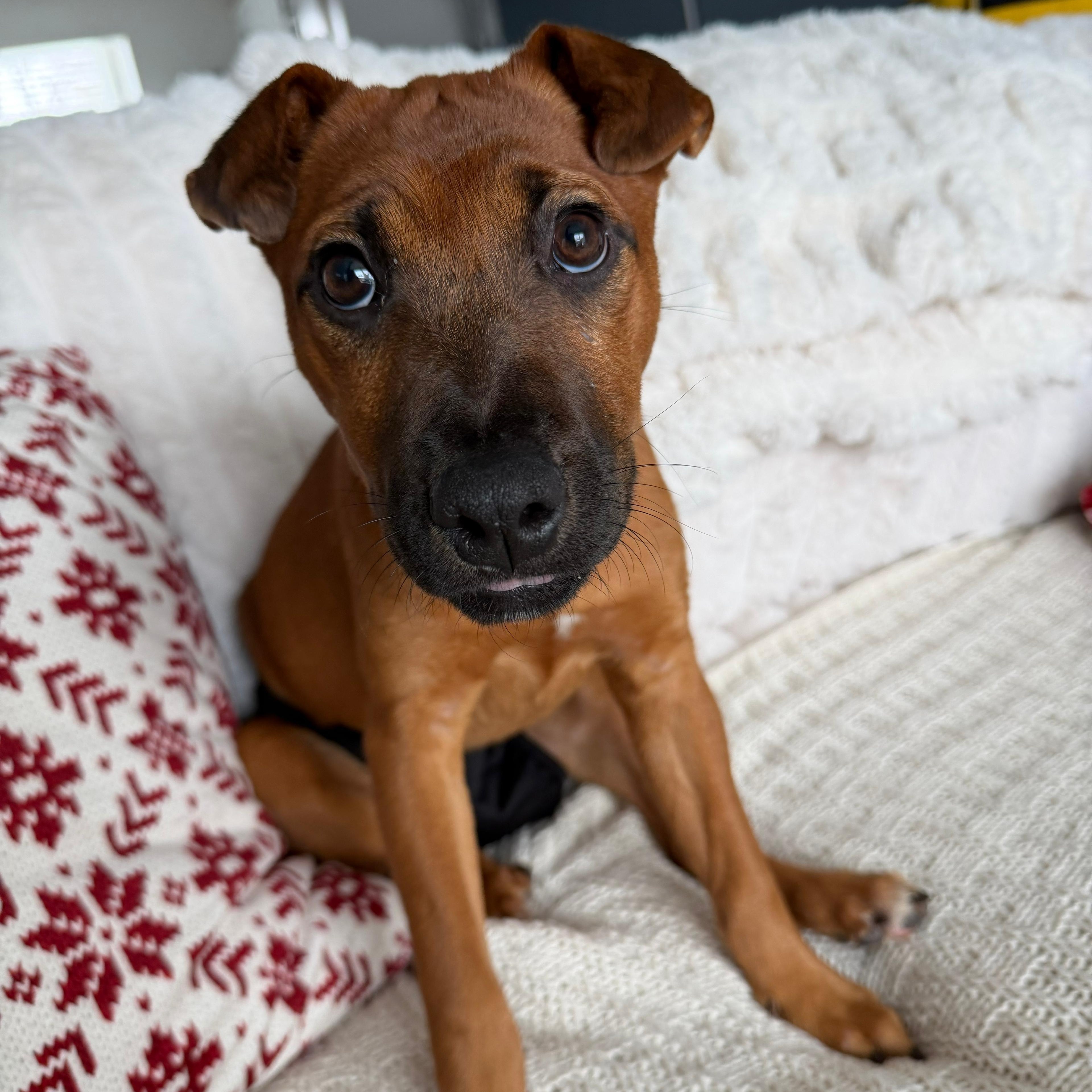 Enlarge Nicole, a ADOPTABLE mixed breed in Baldwin, MD image 2/6