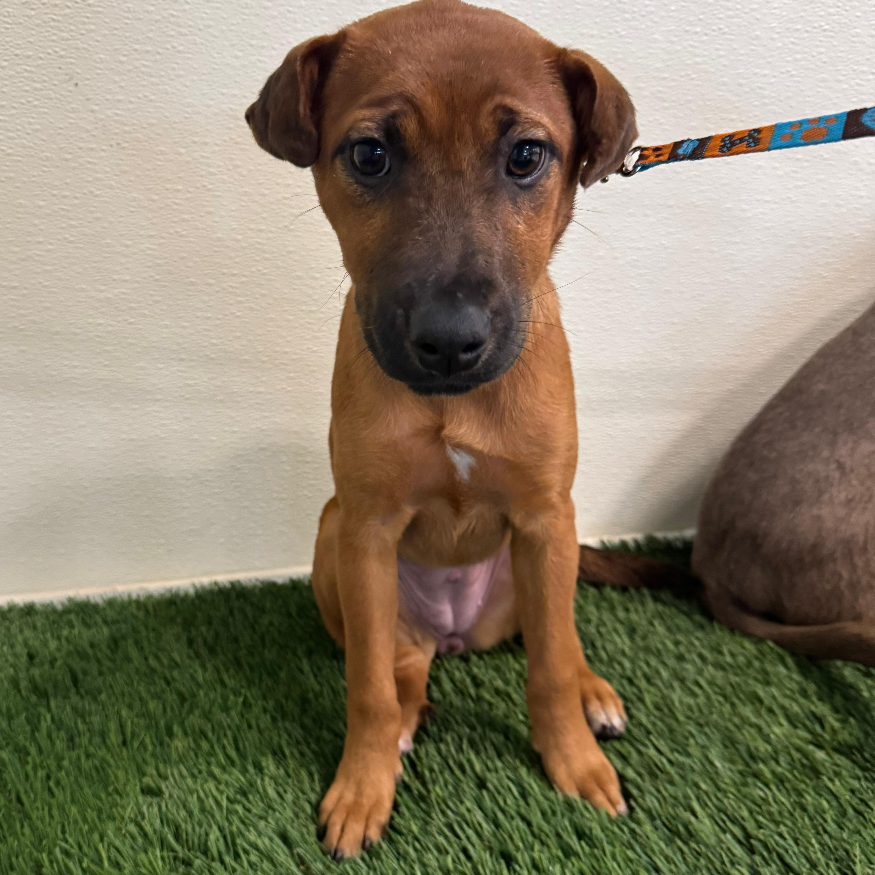 Enlarge Nicole, a ADOPTABLE mixed breed in Baldwin, MD image 4/6