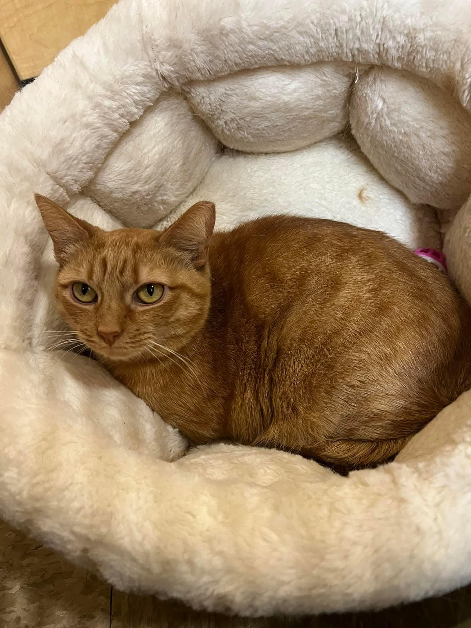 Shelby, Adopted, Adult Female Domestic Short Hair.