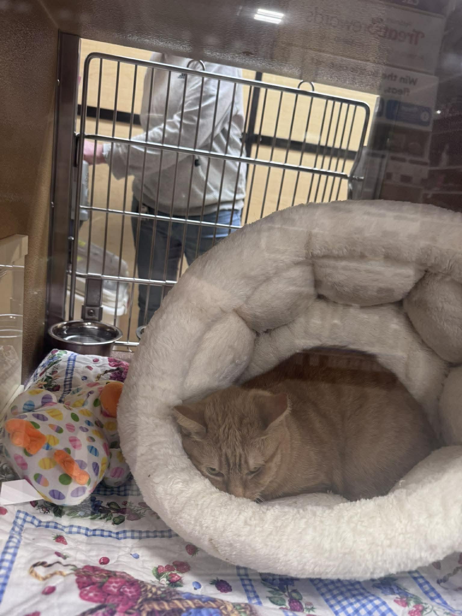 Shelby, a Adopted Domestic Short Hair in Sicklerville , NJ image 2/3