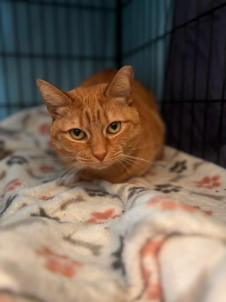 Shelby, a Adopted Domestic Short Hair in Sicklerville , NJ image 3/3