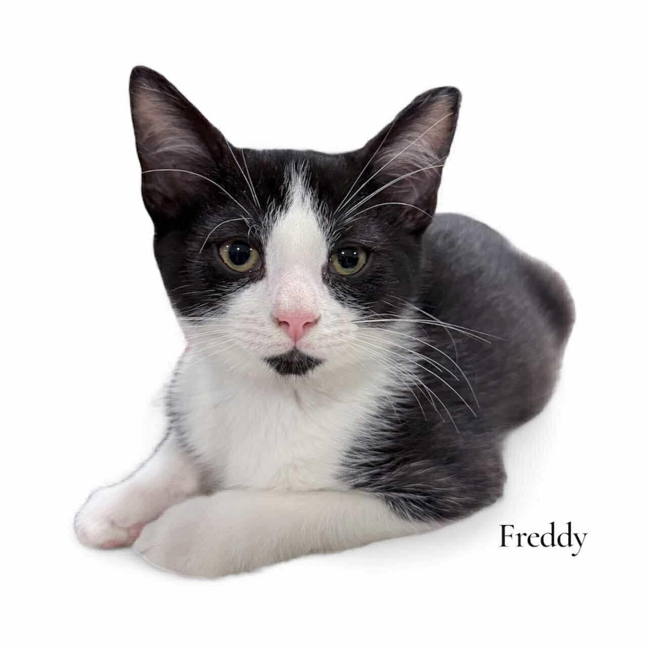 Freddy, a Adoptable Domestic Short Hair in Stevensville, MI image 2/2