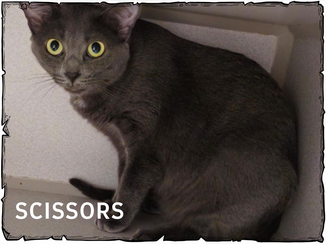 Scissors, a Adoptable Domestic Short Hair in Whiting, IN image 5/5
