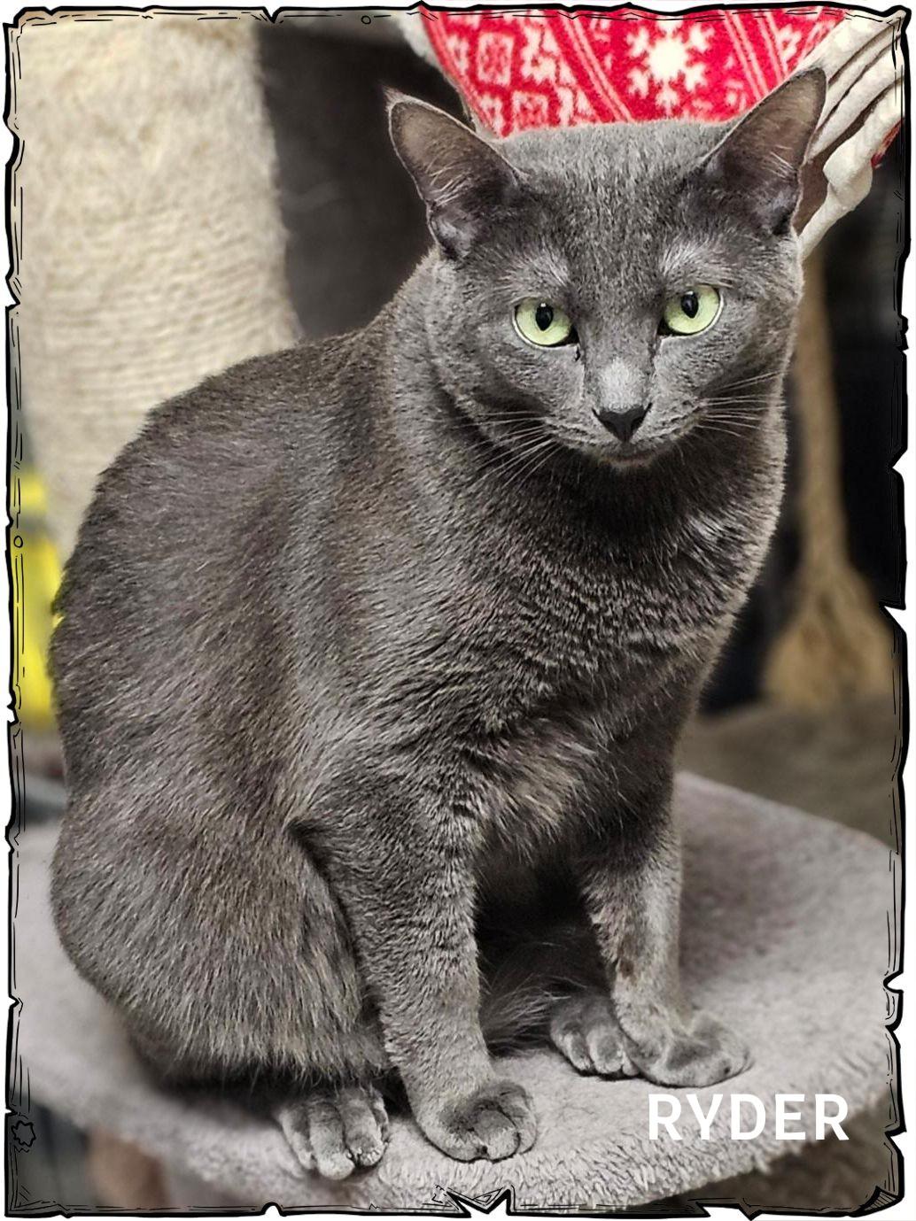 Scissors, a Adoptable Domestic Short Hair in Whiting, IN image 4/5