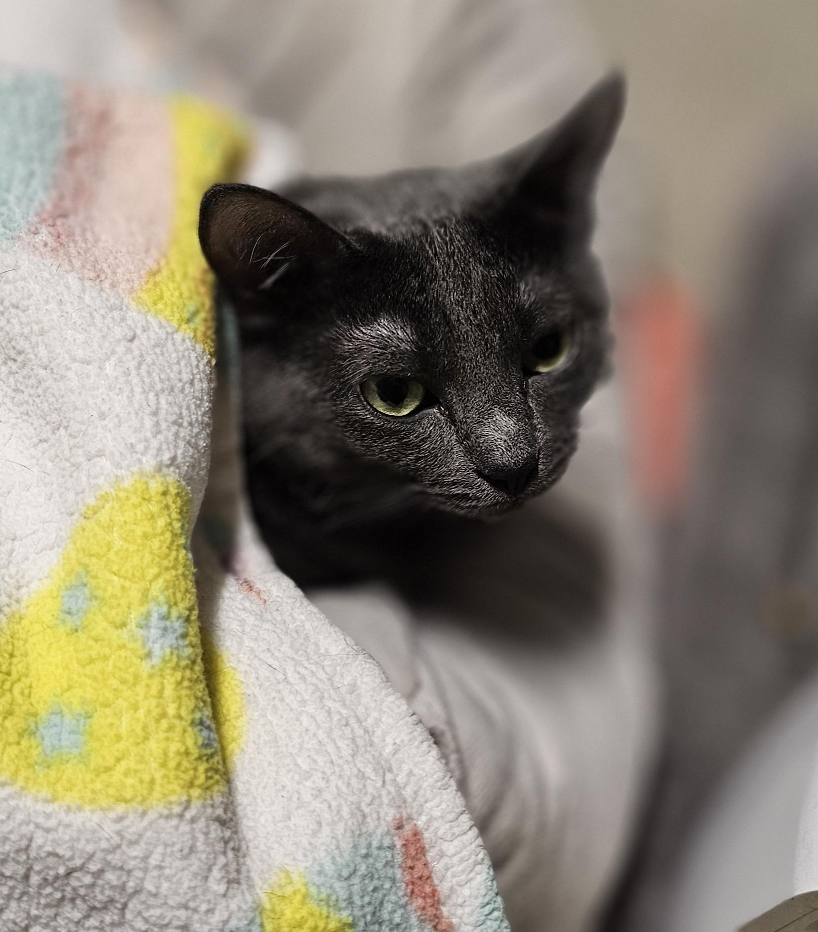 Scissors, a Adoptable Domestic Short Hair in Whiting, IN image 1/5