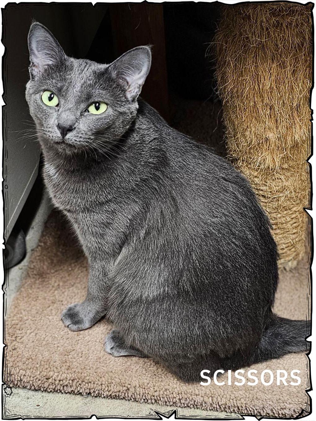 Scissors, Adoptable, Young Female Domestic Short Hair.
