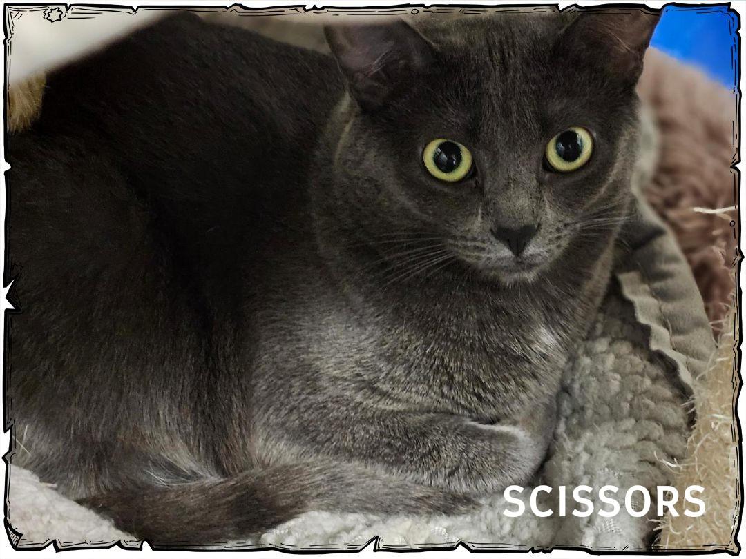 Scissors, a Adoptable Domestic Short Hair in Whiting, IN image 3/5
