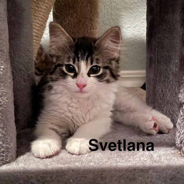 Enlarge Svetlana, a ADOPTABLE Domestic Medium Hair in Olympia, WA image 1/1