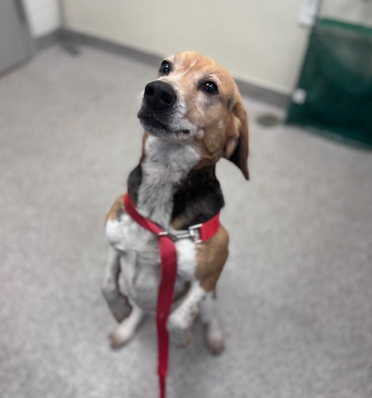 Roscue, Adoptable, Adult Male Beagle.