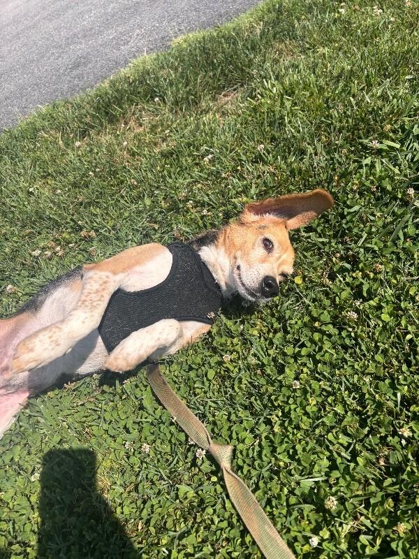 Enlarge Roscue, a Adoptable mixed breed in Disputanta, VA image 2/4