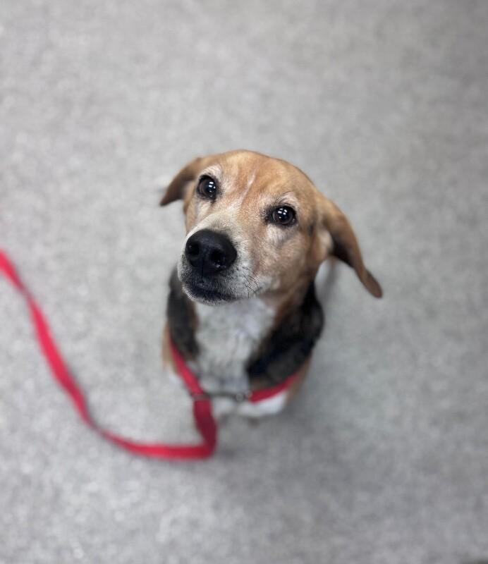Enlarge Roscue, a Adoptable Beagle in Disputanta, VA image 2/2
