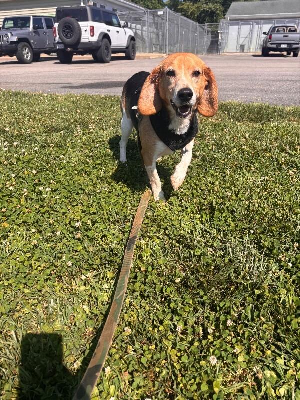 Enlarge Roscue, a Adoptable mixed breed in Disputanta, VA image 4/4
