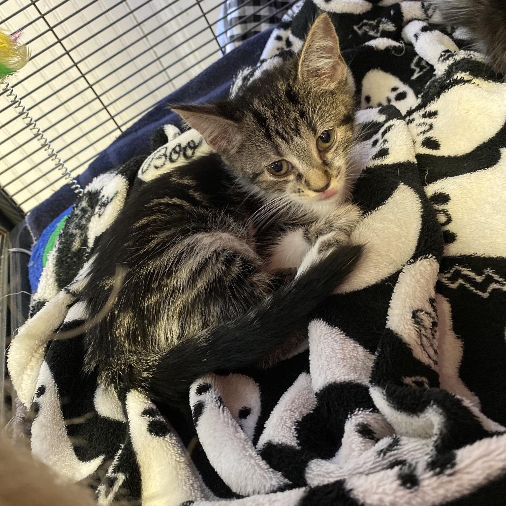 Owl, Adoptable, Young Female Domestic Short Hair.