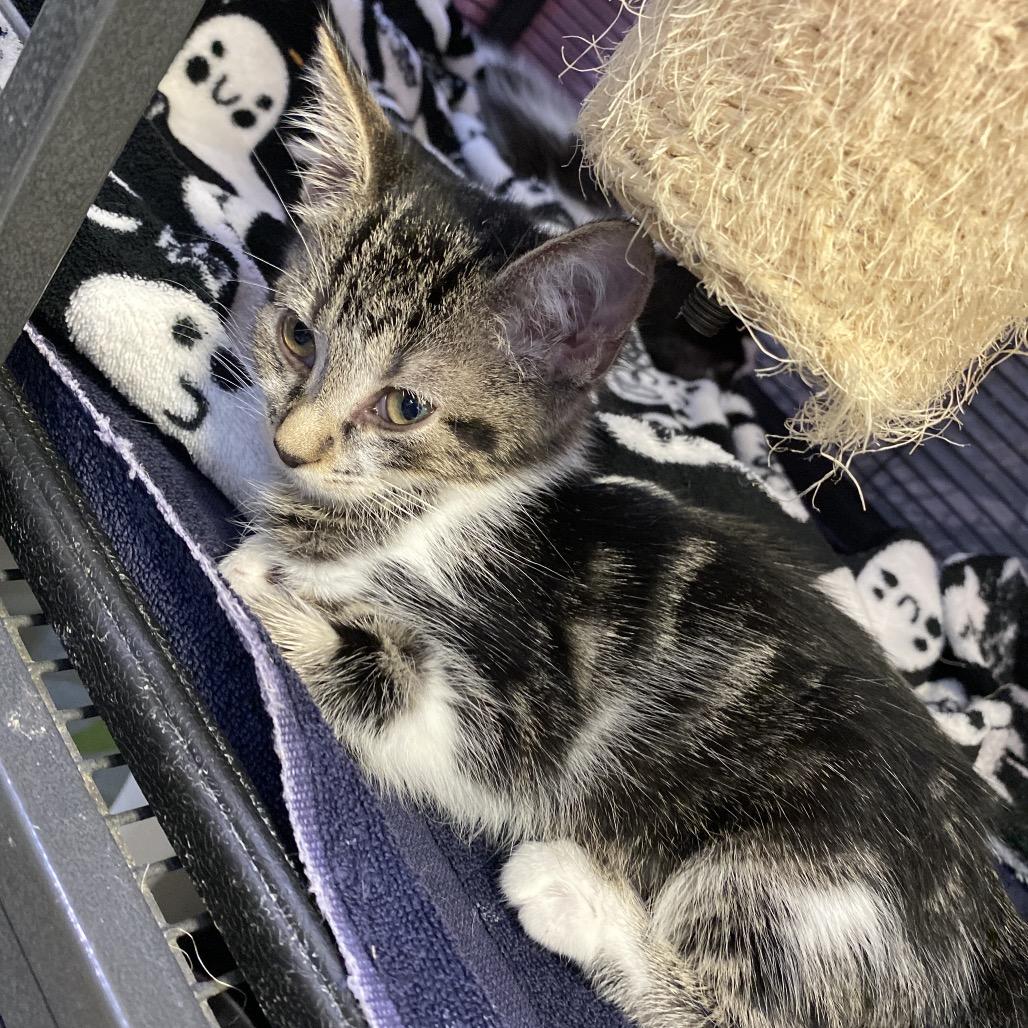 Owl, a Adoptable Domestic Short Hair in New Orleans, LA image 3/5