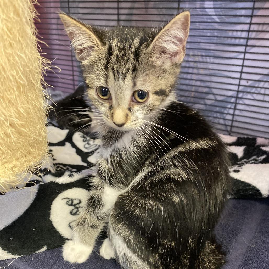 Owl, a Adoptable Domestic Short Hair in New Orleans, LA image 4/5