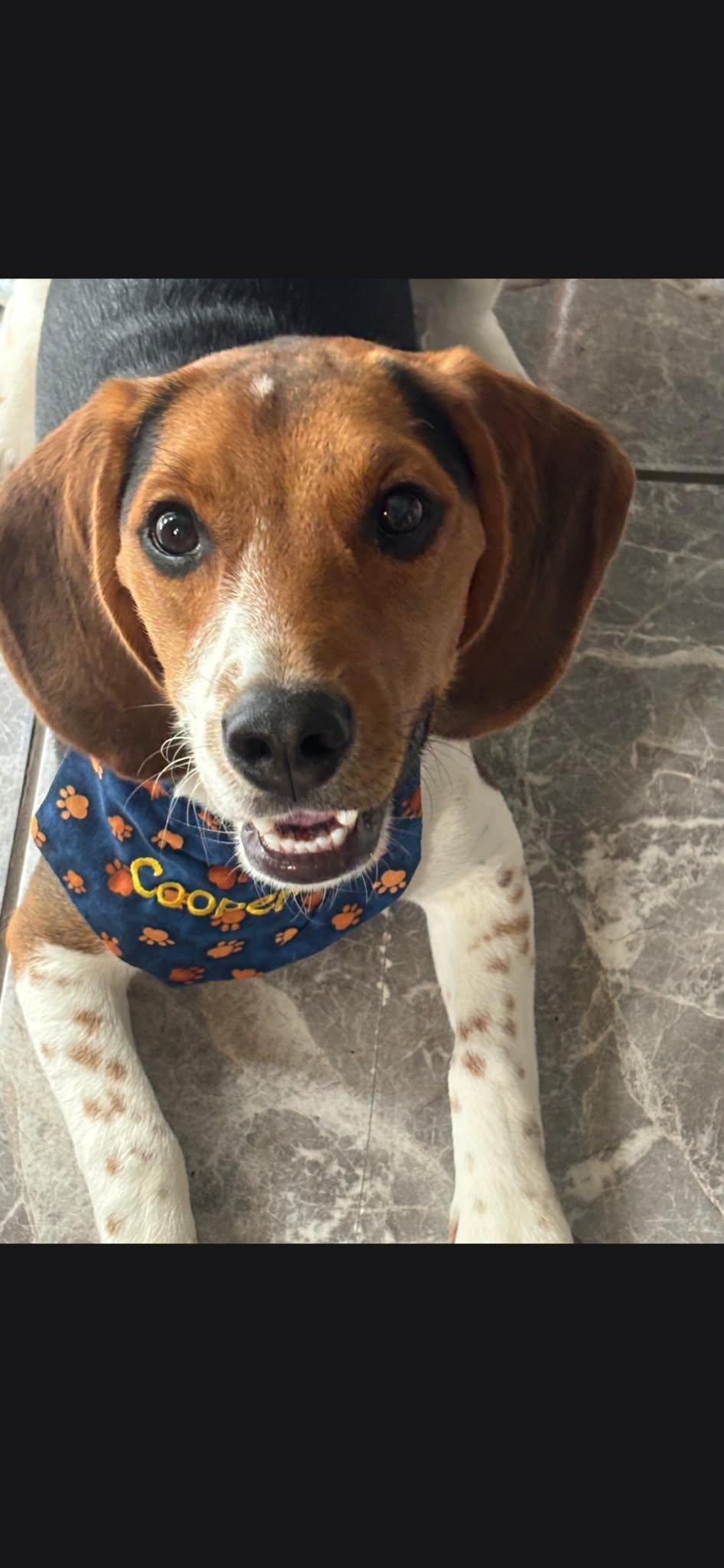 Enlarge Couper, a Adoption Pending Beagle in TULSA, OK image 1/4