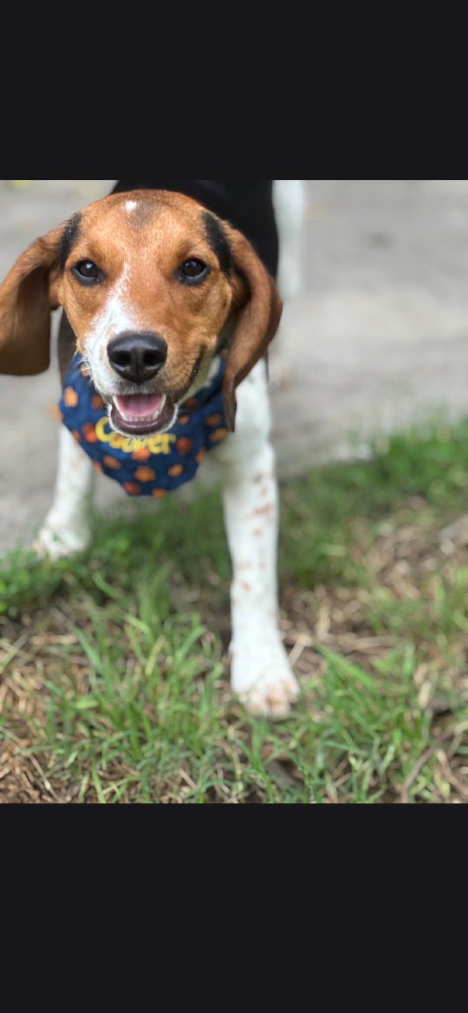 Enlarge Couper, a Adoption Pending Beagle in TULSA, OK image 2/4