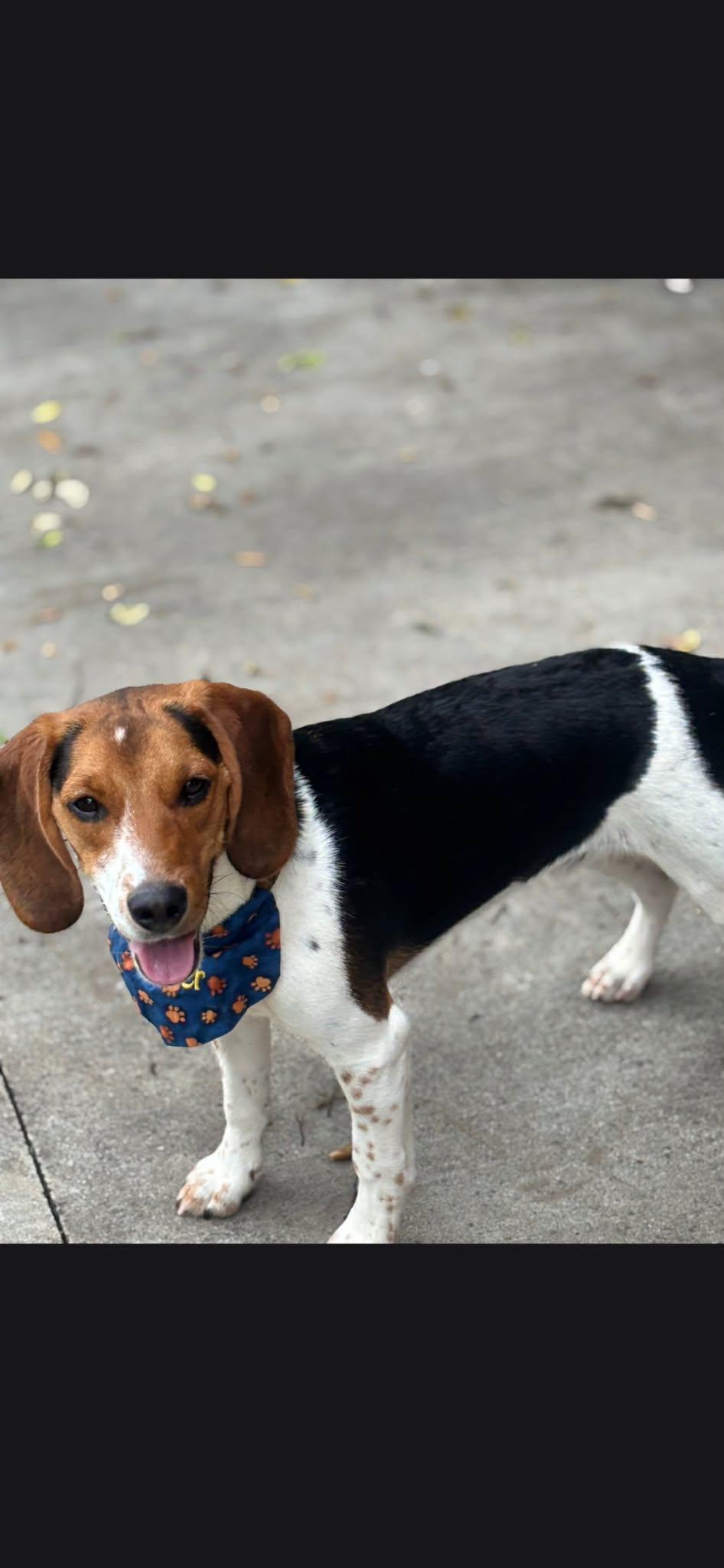 Enlarge Couper, a Adoption Pending Beagle in TULSA, OK image 3/4