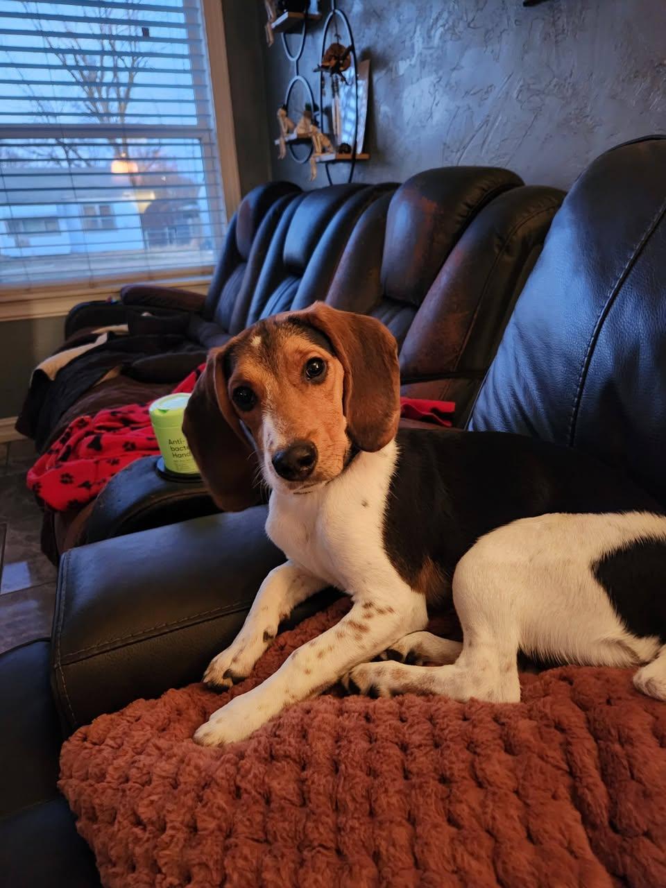 Enlarge Couper, a Adoption Pending Beagle in TULSA, OK image 4/4