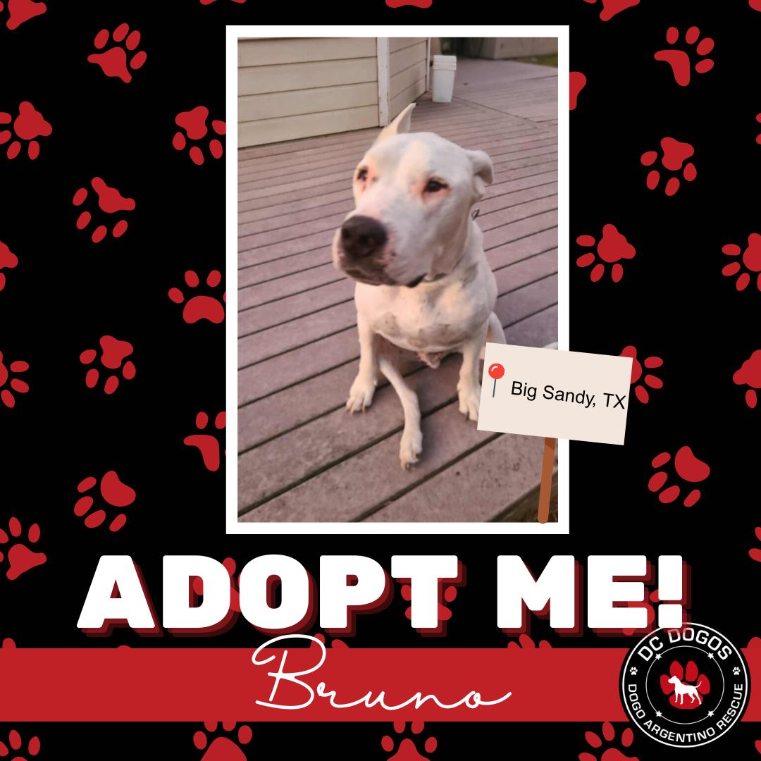 Enlarge Bruno, a Adoptable Dogo Argentino in Dallas, TX image 1/2