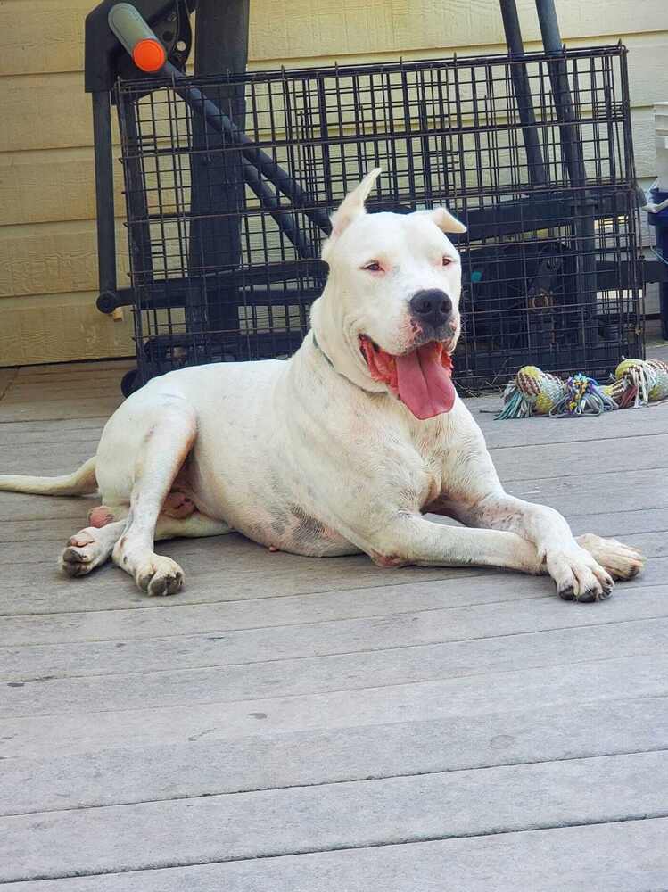 Enlarge Bruno, a Adoptable Dogo Argentino in Dallas, TX image 1/1