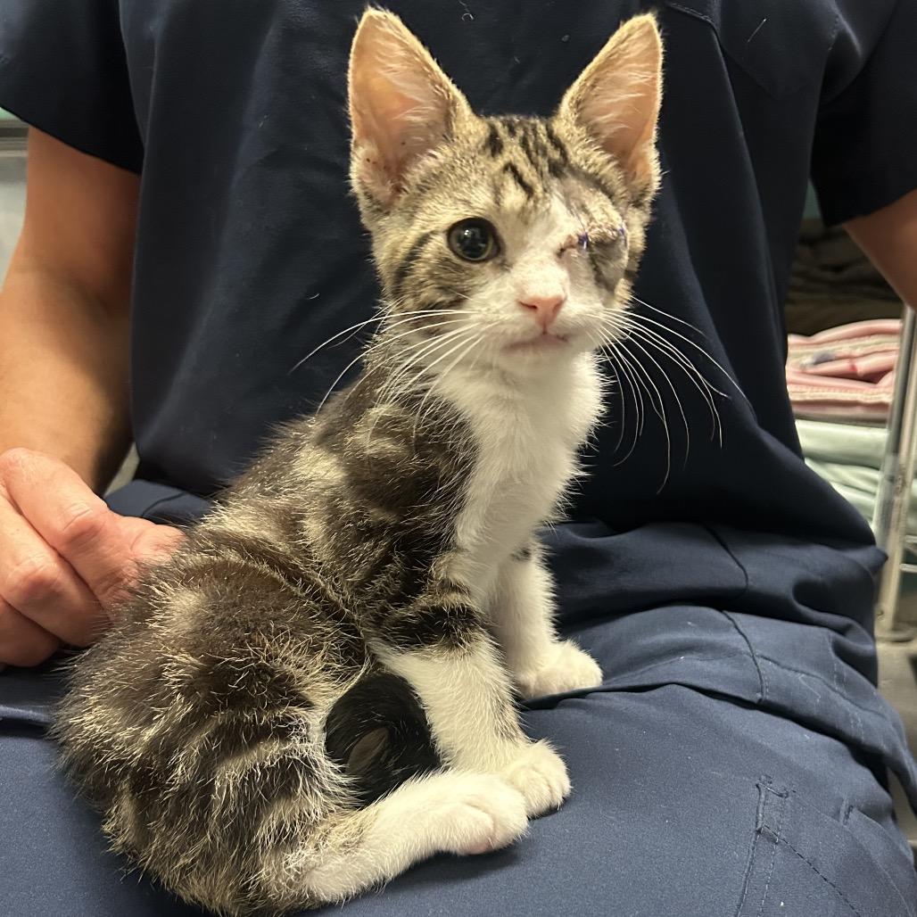 Kix, Adoptable, Kitten Male Domestic Short Hair.