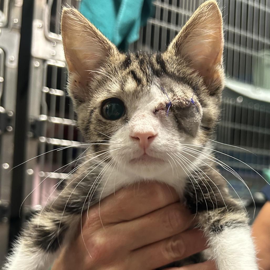Kix, a Adoptable Domestic Short Hair in North Canton, OH image 2/2